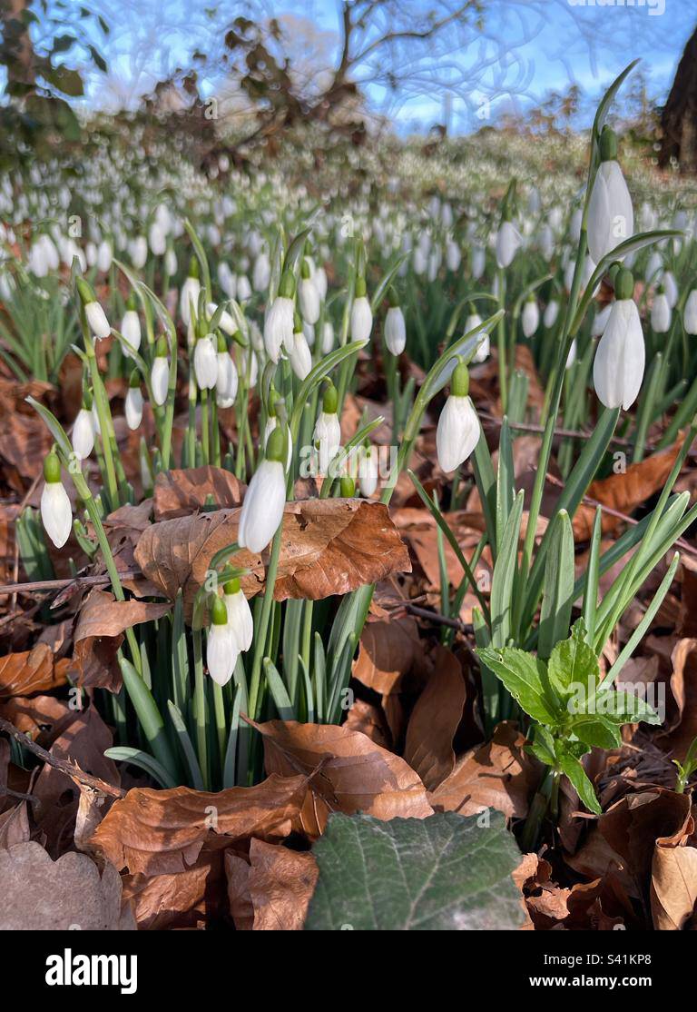 Galanthus 'Benton Magnet' Snowdrop flowers on a cold, sunny winter morning at Greys Court, Oxfordshire, England Stock Photo