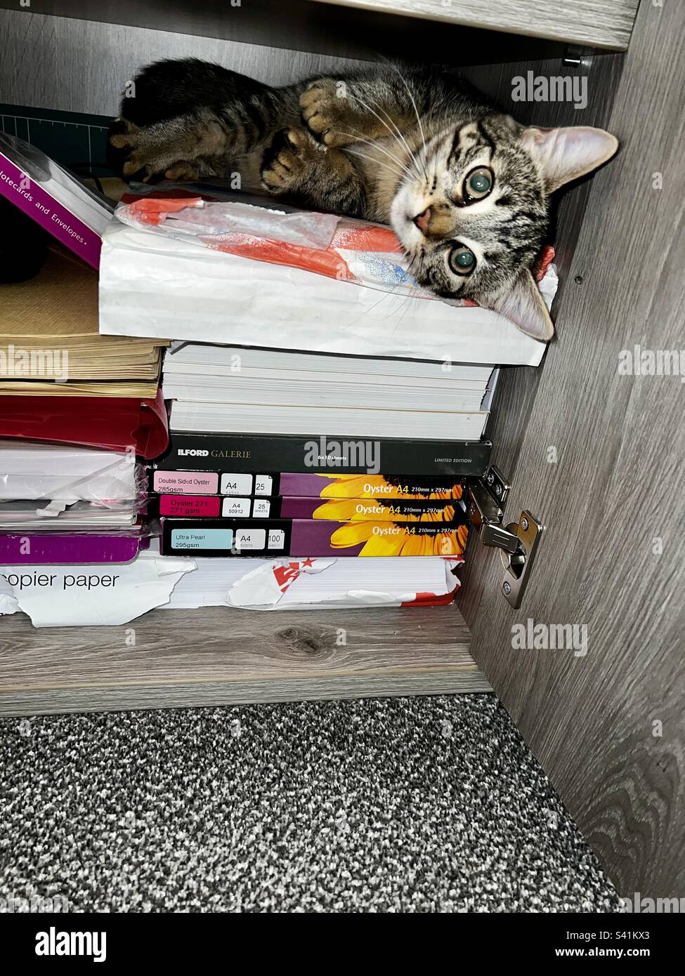 Kitten Chilling in the Stationery Cupboard Stock Photo Alamy