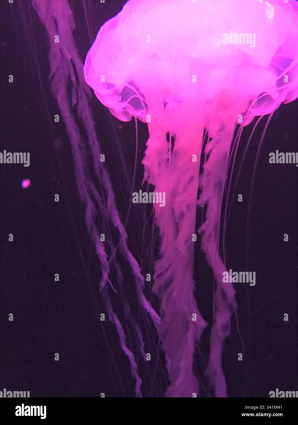 Pink illuminated jellyfish Stock Photo Alamy