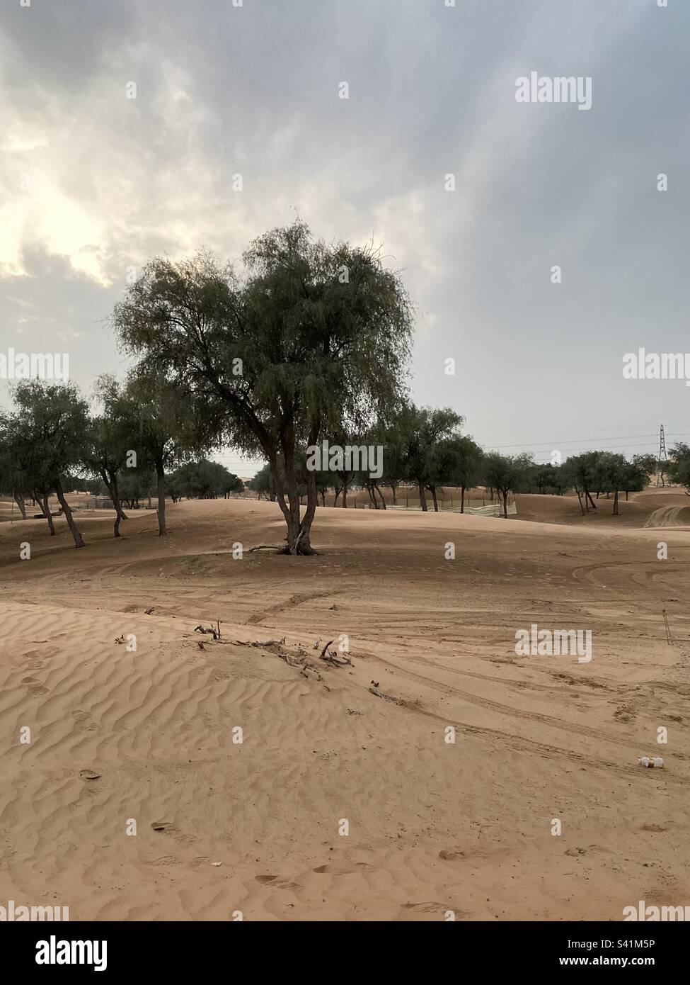 Ghaf tree in the UAE desert Stock Photo Alamy