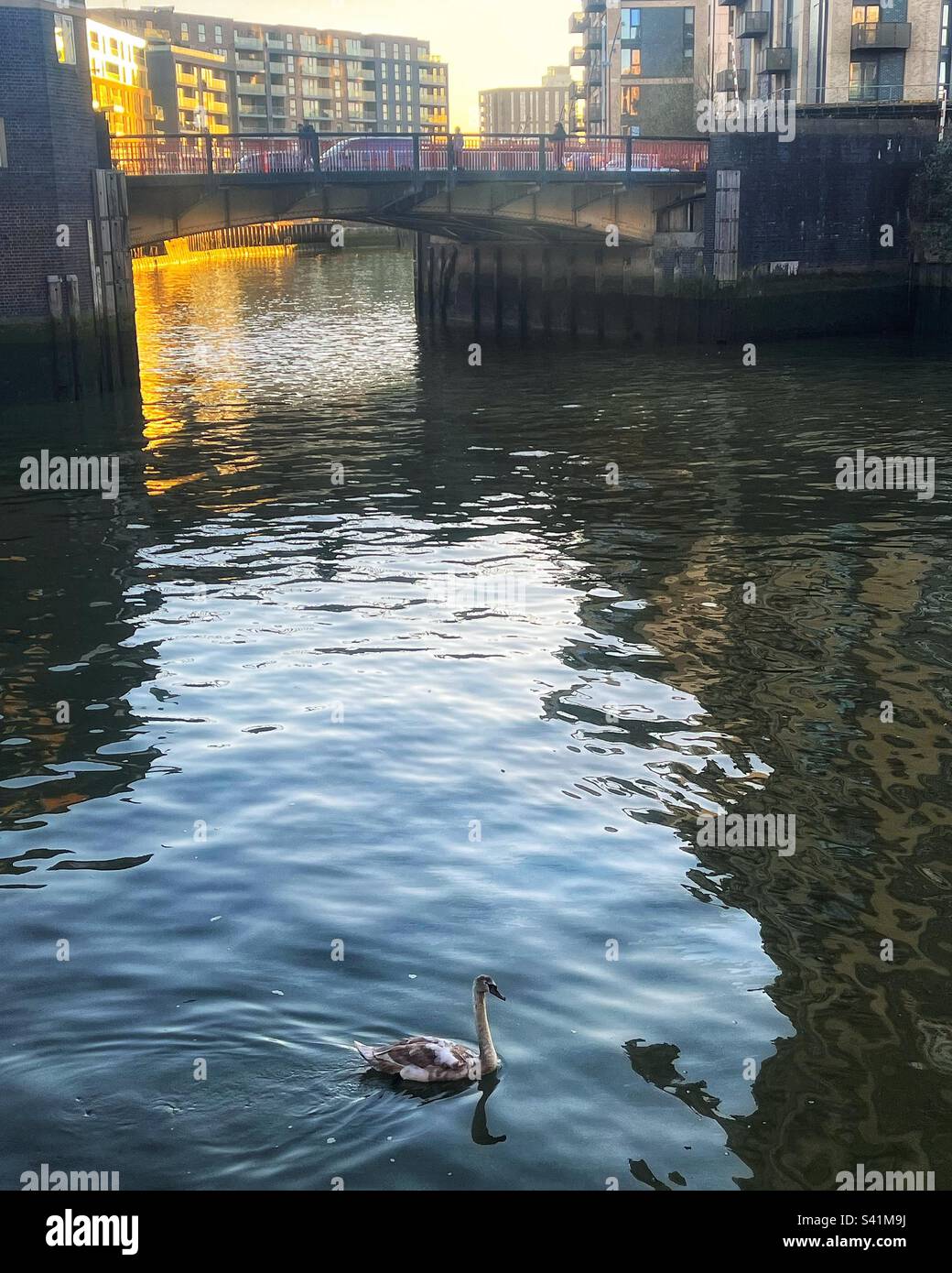 Swan on Deptford Creek as the sun sets in London. Urban wildlife. SE8. - Smartphone Captured Stock Image