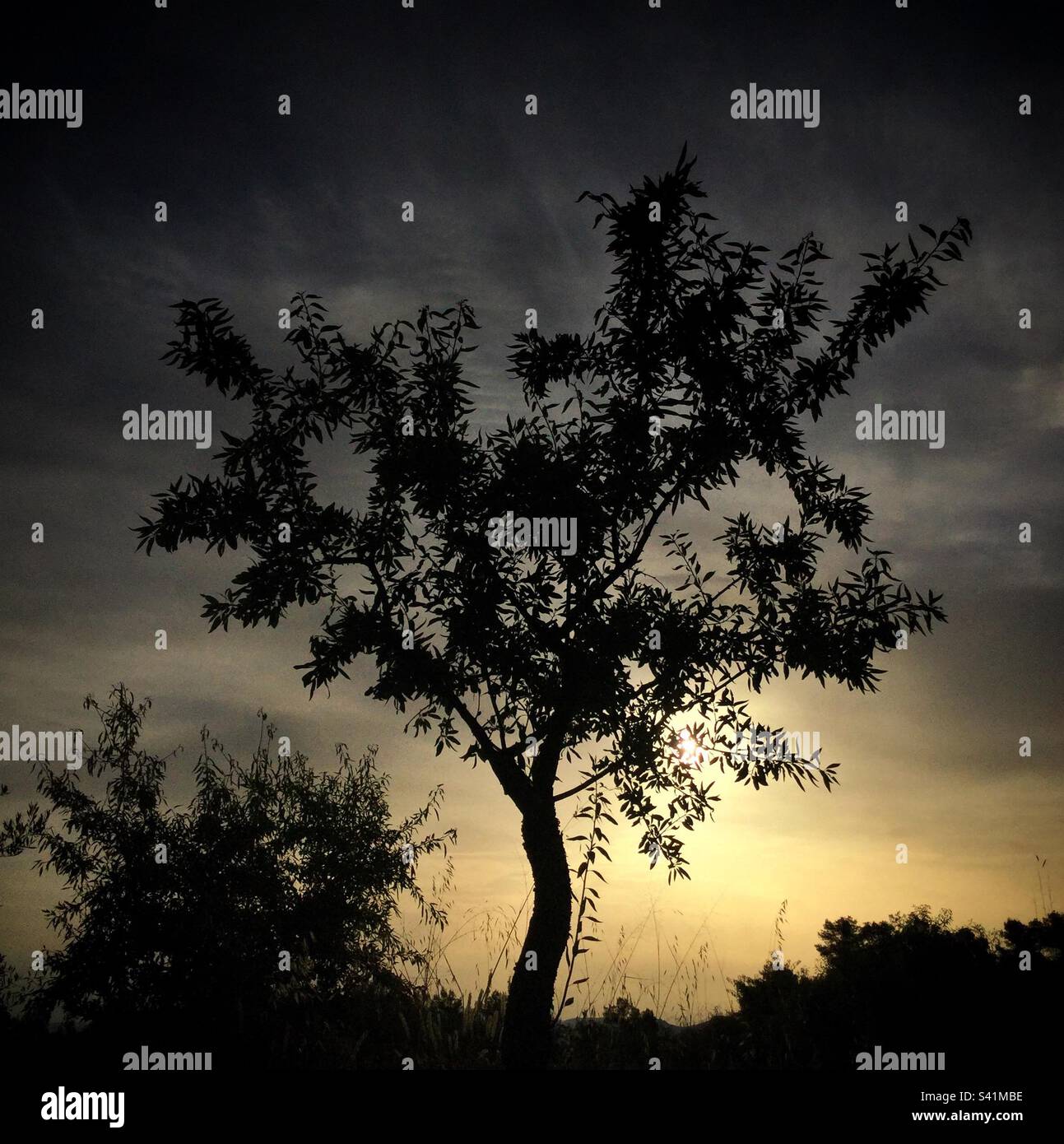 Sunset and almond tree, Catalunya, Spain. - Smartphone Captured Stock Image