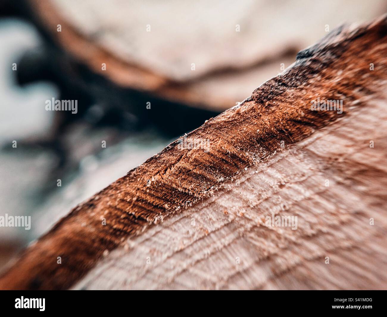 Closeup of sawn log, with other logs in background - Smartphone Captured Stock Image