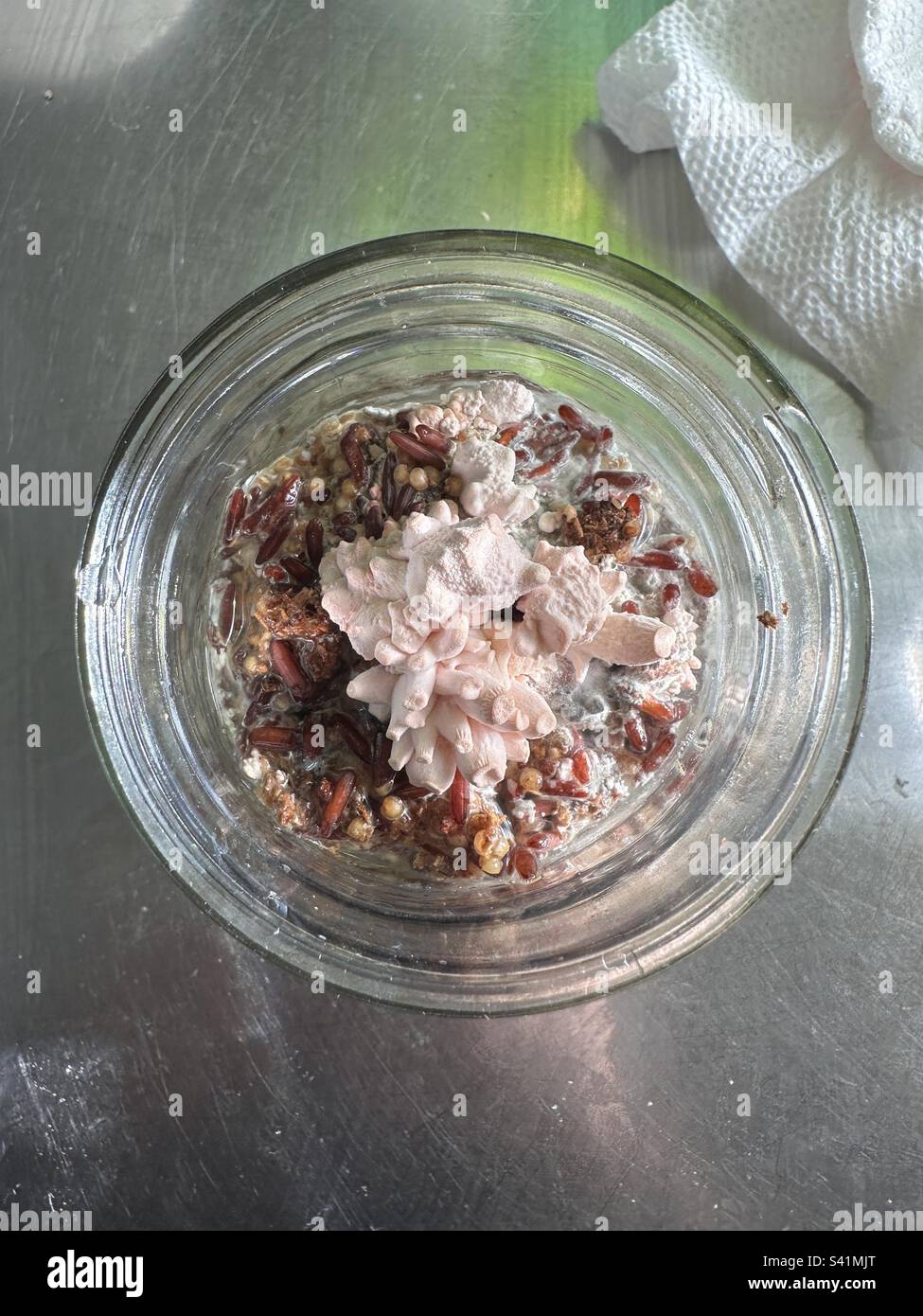 Home grown chestnut mushrooms in a canning jar Stock Photo