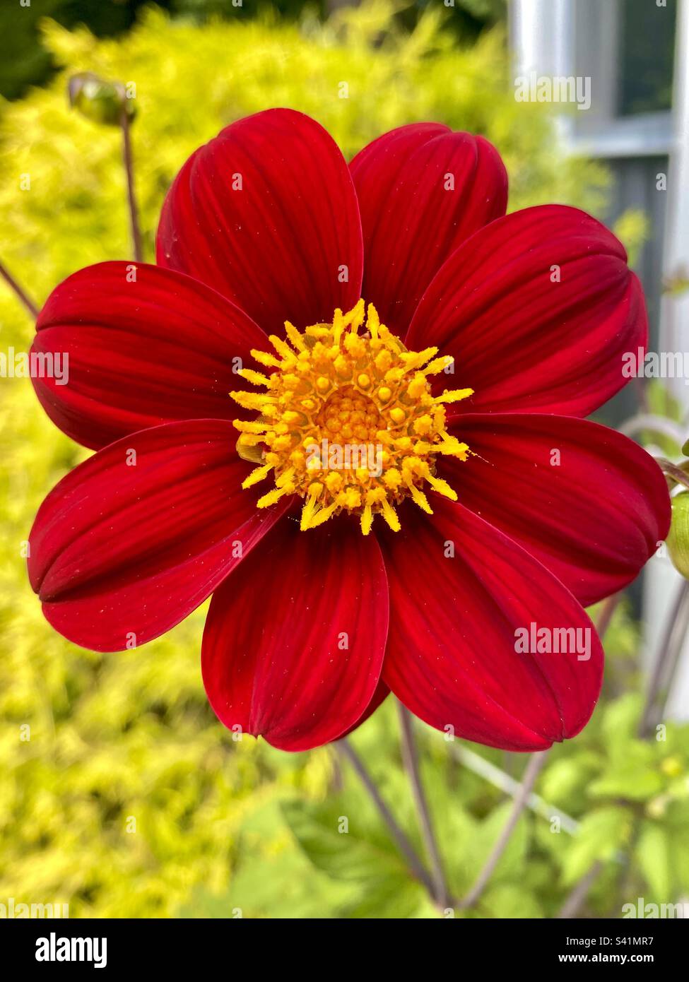 Closeup of Mexican Star Dahlia, a red flower with yellow center Stock ...