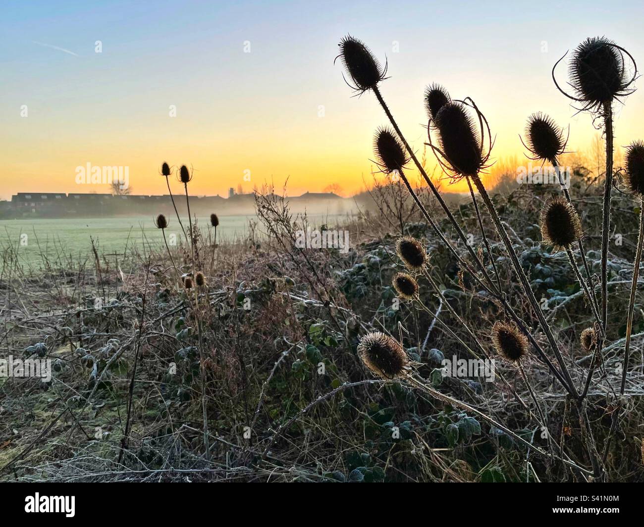 Silhouetted frosty teasel heads against a dawn winter sky. Stock Photo