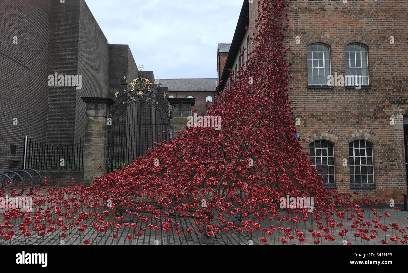 Rememberance poppies, Derby Stock Photo