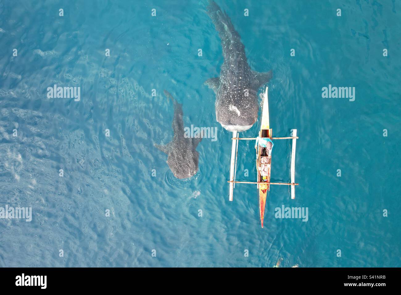 Mother and baby whale sharks hi-res stock photography and images - Alamy