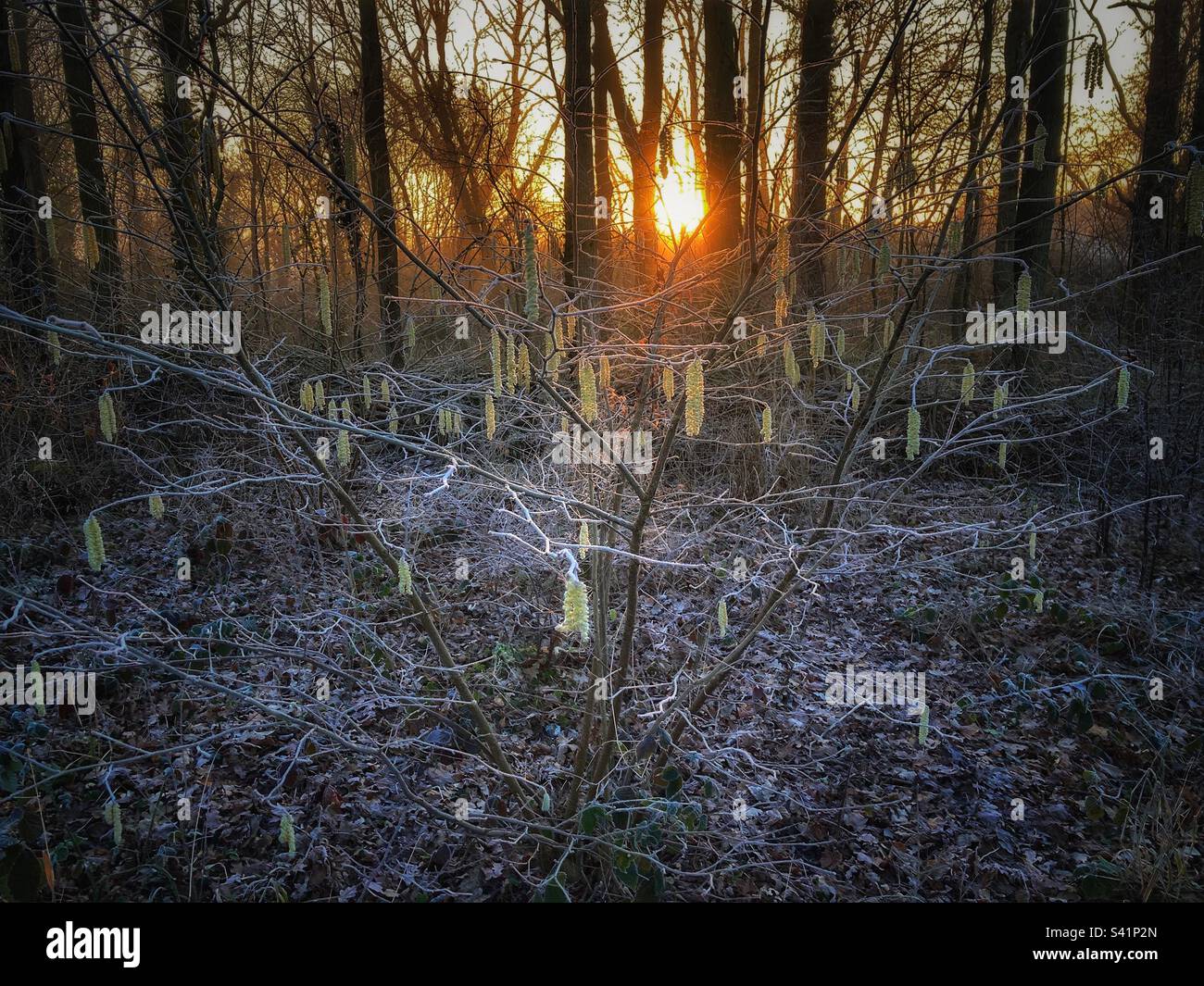 Small yellow catkins on a hazel tree in winter sunlight. Stock Photo