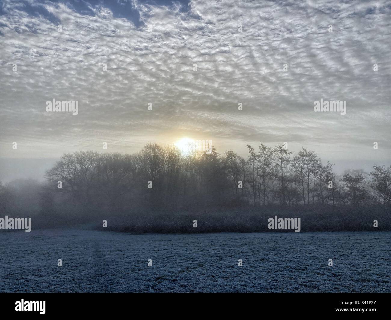 Sunrise over a woodland copse on a frosty winter morning. - Smartphone Captured Stock Image