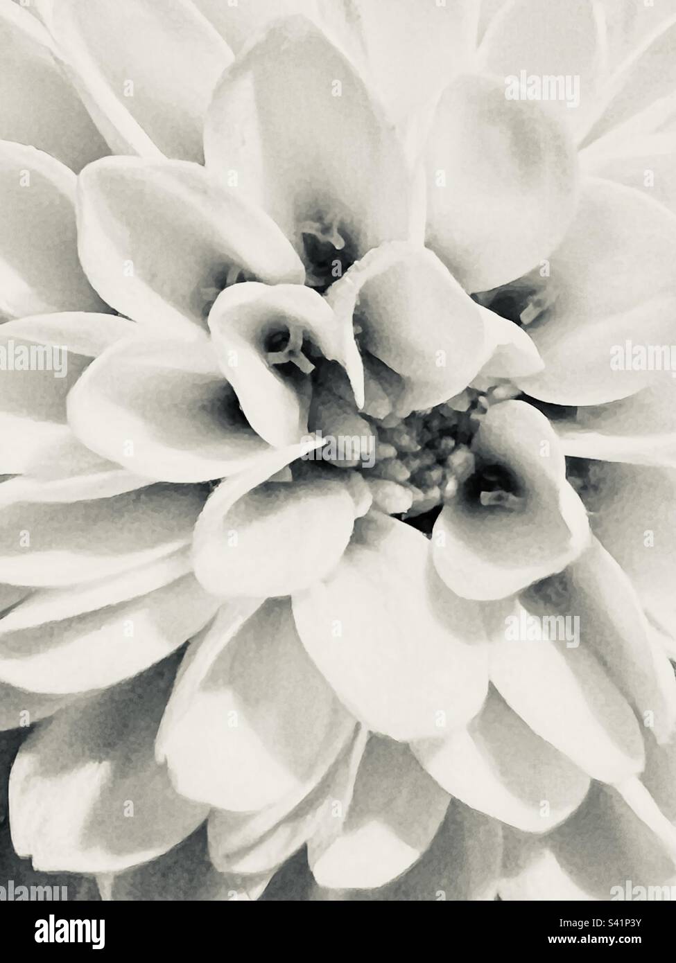 Black and with close up flower - Smartphone Captured Stock Image