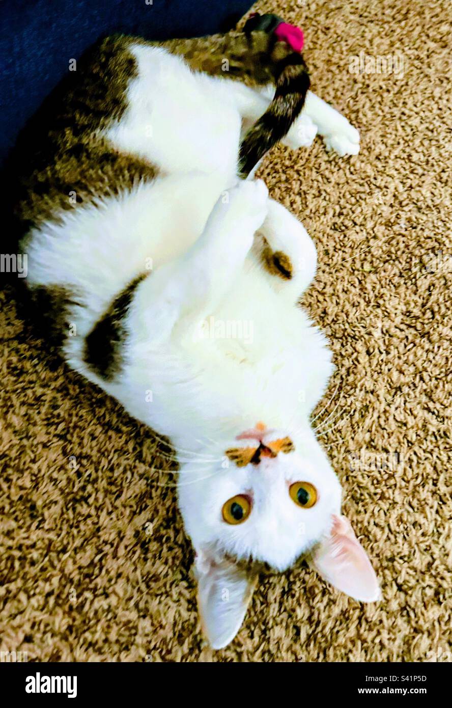 Cat looking at me upside down with mustache being silly and playing