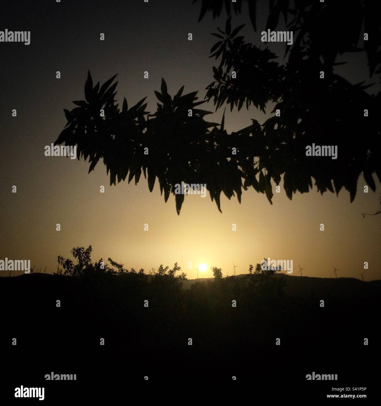 Almond tree at sunset, Catalonia, Spain. - Smartphone Captured Stock Image