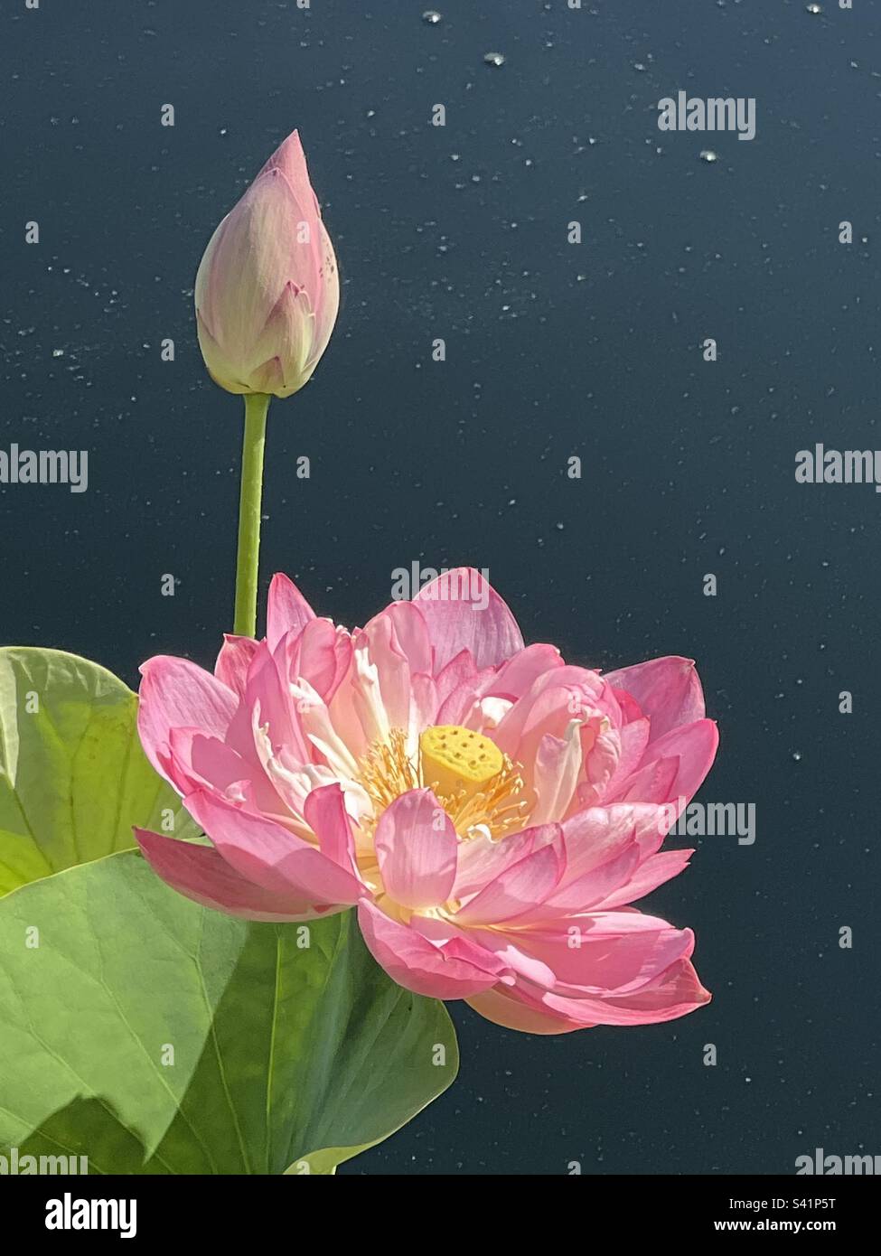 Pink Lotus Flower - Smartphone Captured Stock Image