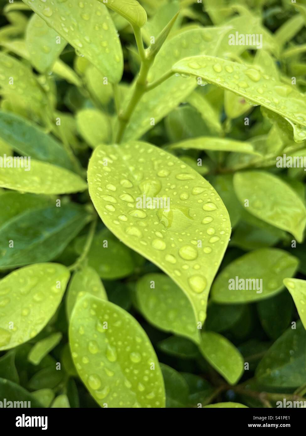 Green leaves with water drop Stock Photo