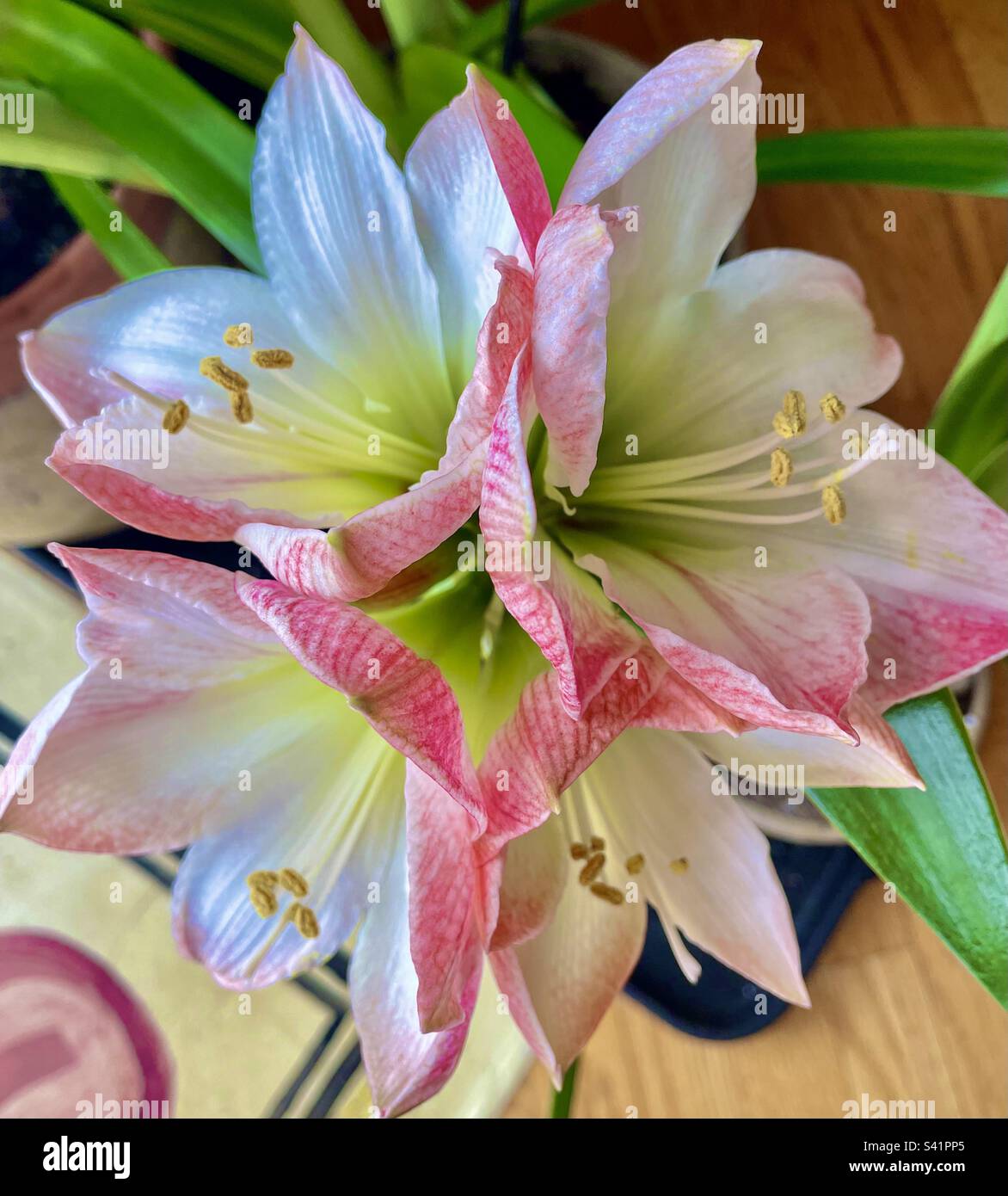 White and pink amaryllis - Smartphone Captured Stock Image