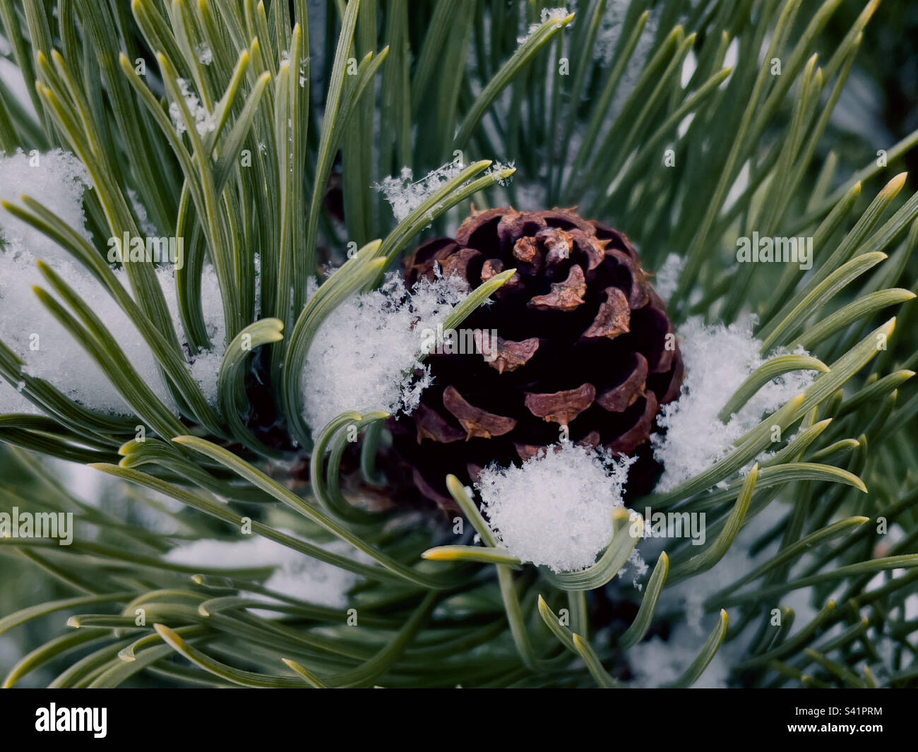 Snow covered pine tree needles smartphone stock photos and images - Alamy