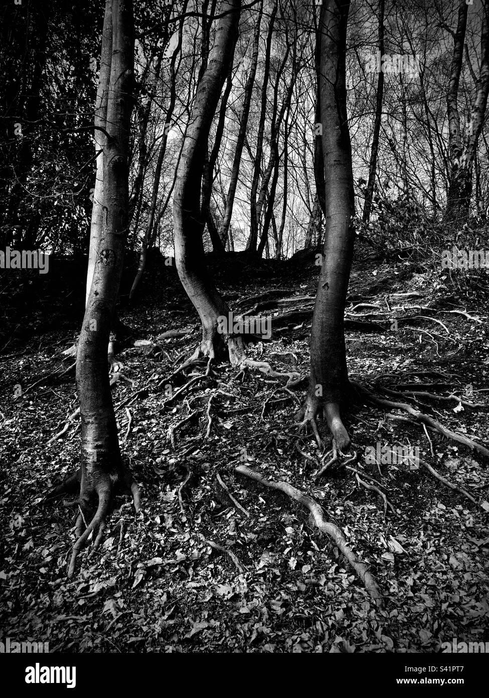 Tree roots above ground stock photo alamy