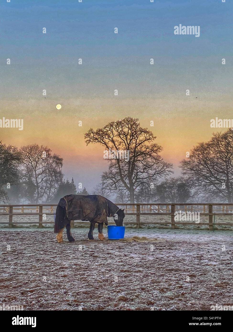 Horse eating on a frosty morning with the moon still above the horizon - Smartphone Captured Stock Image