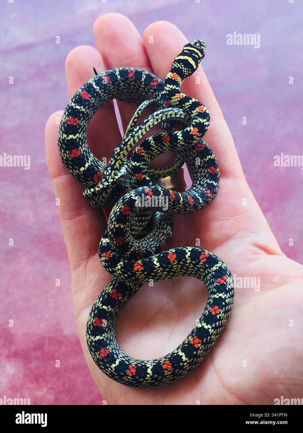 A hand holds a small coiled up snake in Sri Lanka - Smartphone Captured Stock Image
