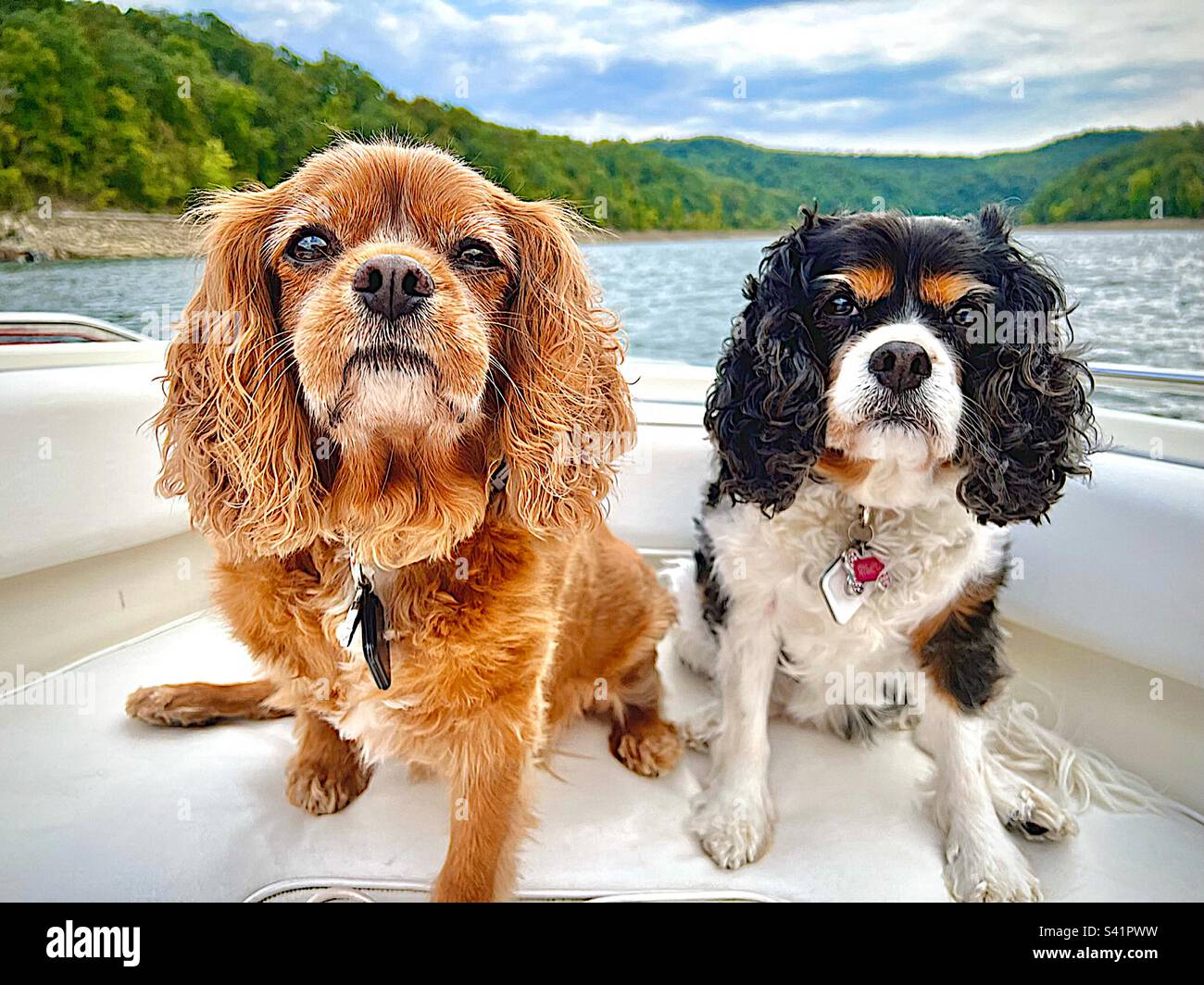 Two adorable senior Cavalier King Charles Spaniels sitting on a boat in