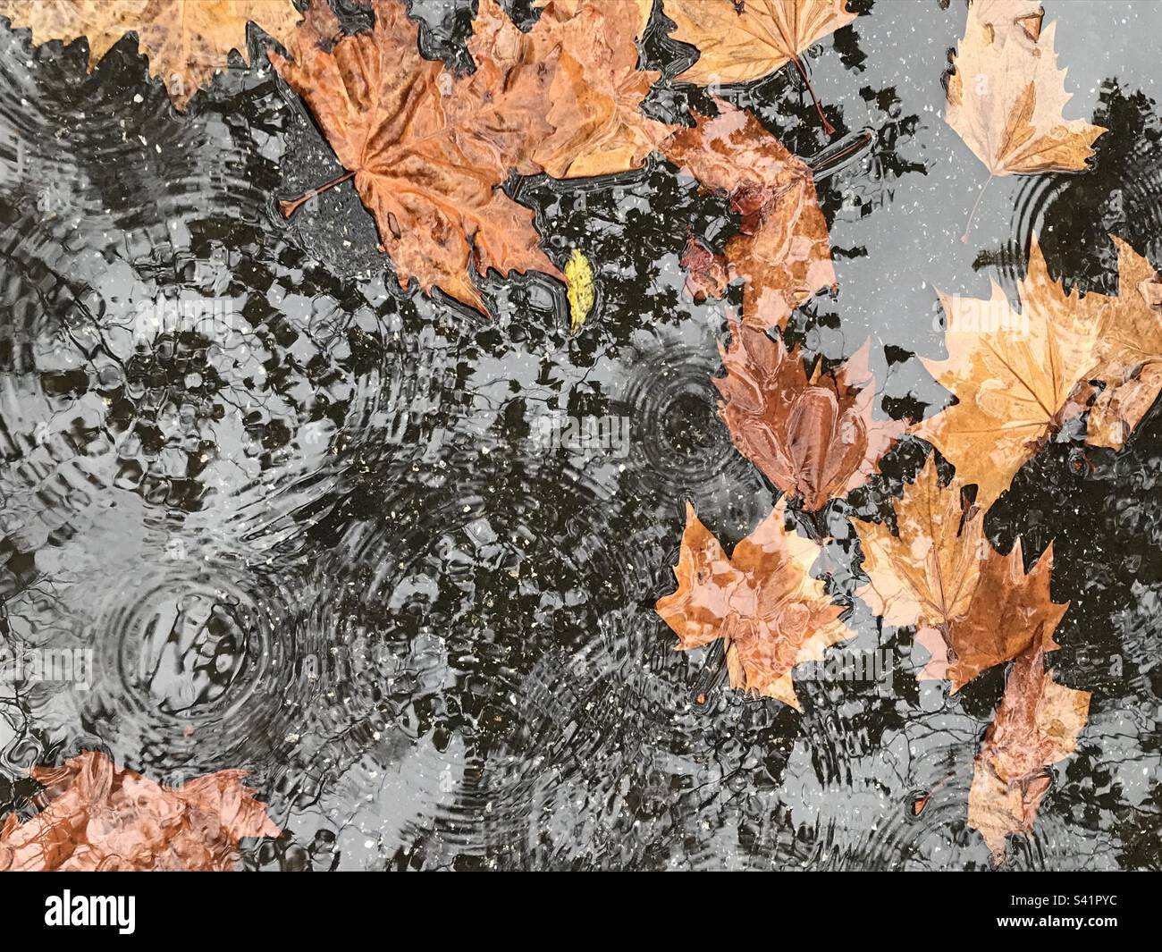 Leaves in a puddle on a rainy day Stock Photo