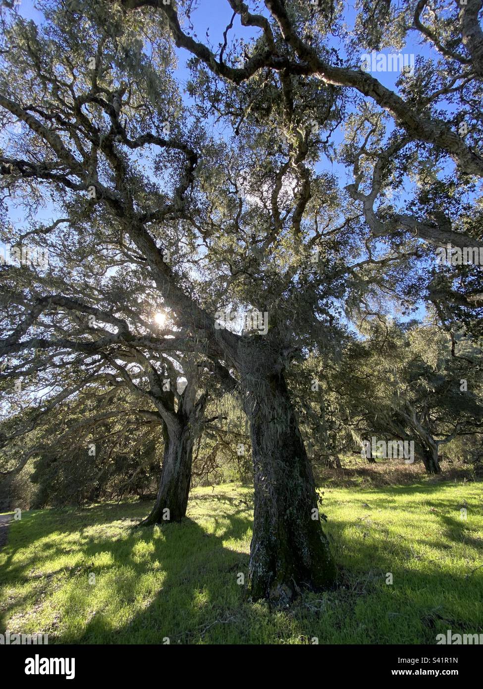 The Sun shines behind oak branches in Carmel, Valley, California Stock