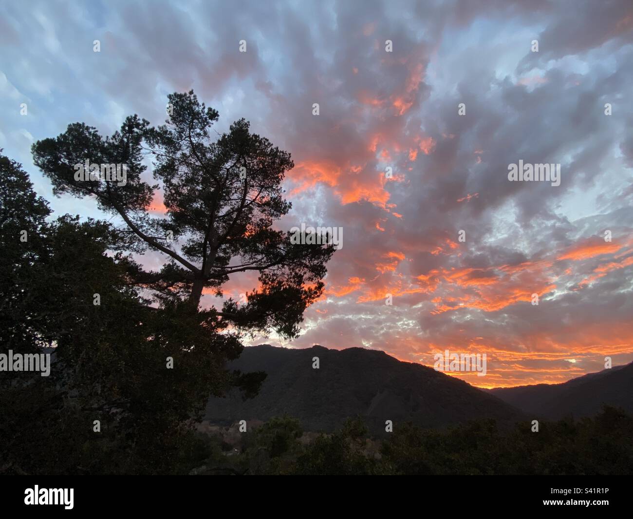 Hey California sunset silhouettes a Monterey pine tree – Carmel Valley, California Stock Photo