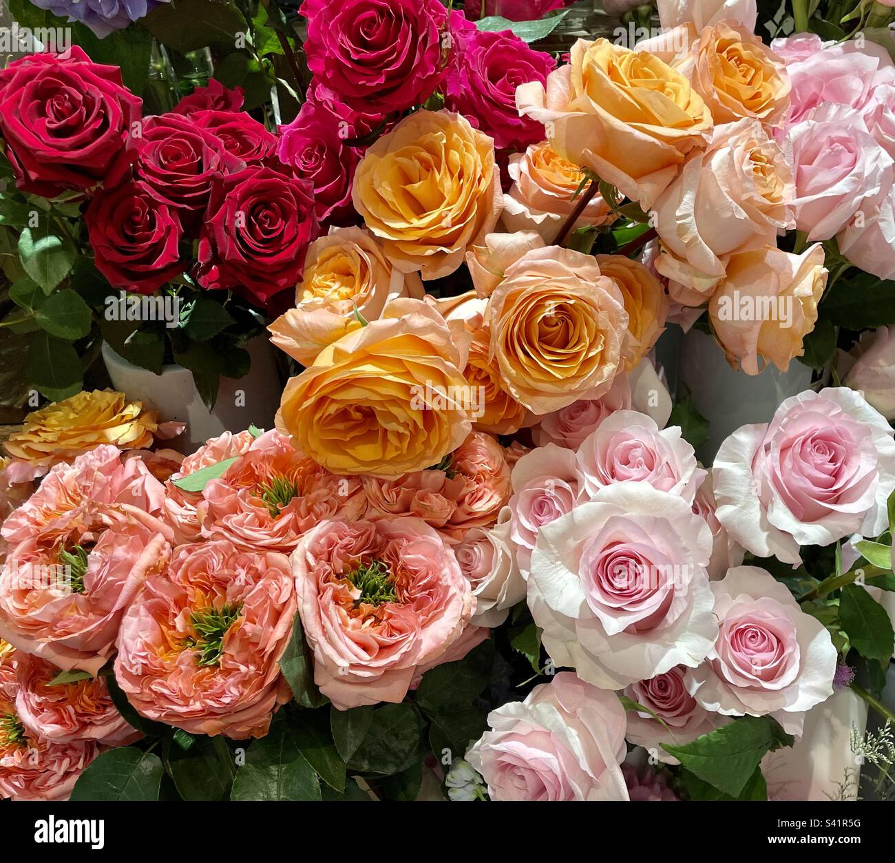 Flower shop Roses in various colours Stock Photo Alamy
