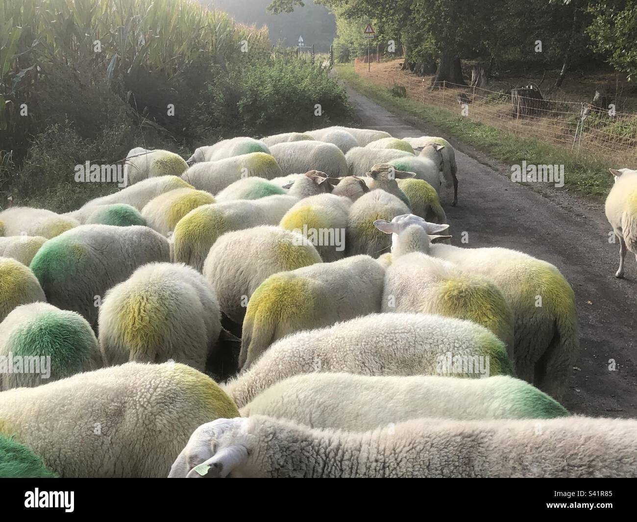 Sheep with yellow and green spots, Netherlands Stock Photo Alamy