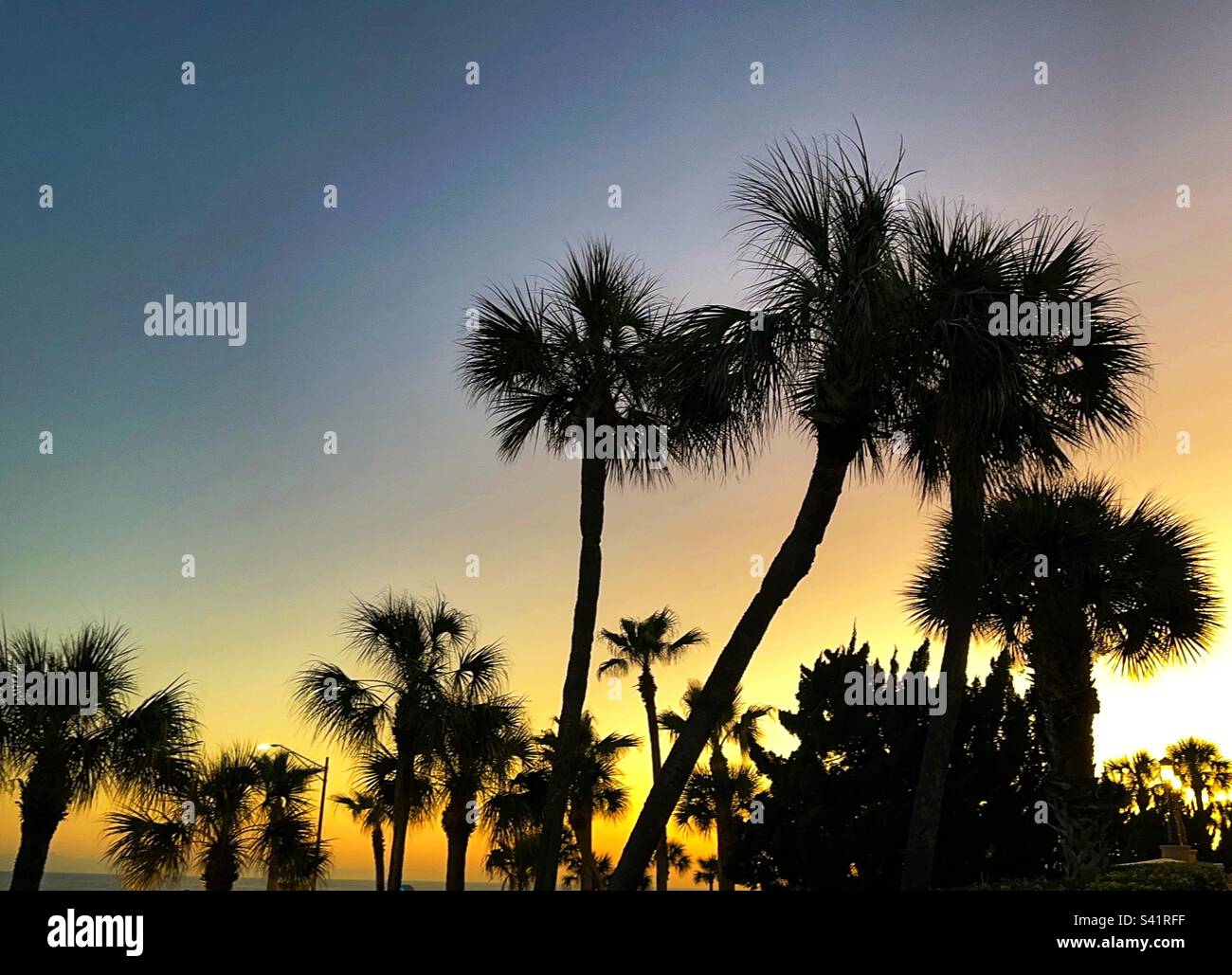 Tropical palm trees silhouetted against a colourful sunset sky. No people. Stock Photo