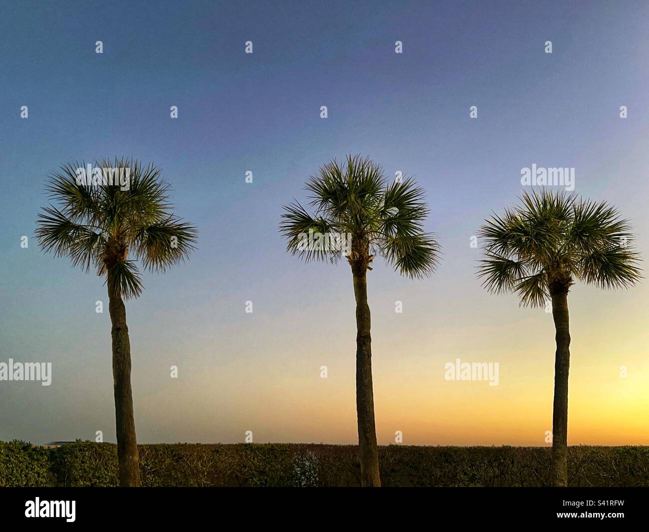 Row of tropical palm trees against a colourful sunset sky. No people. - Smartphone Captured Stock Image