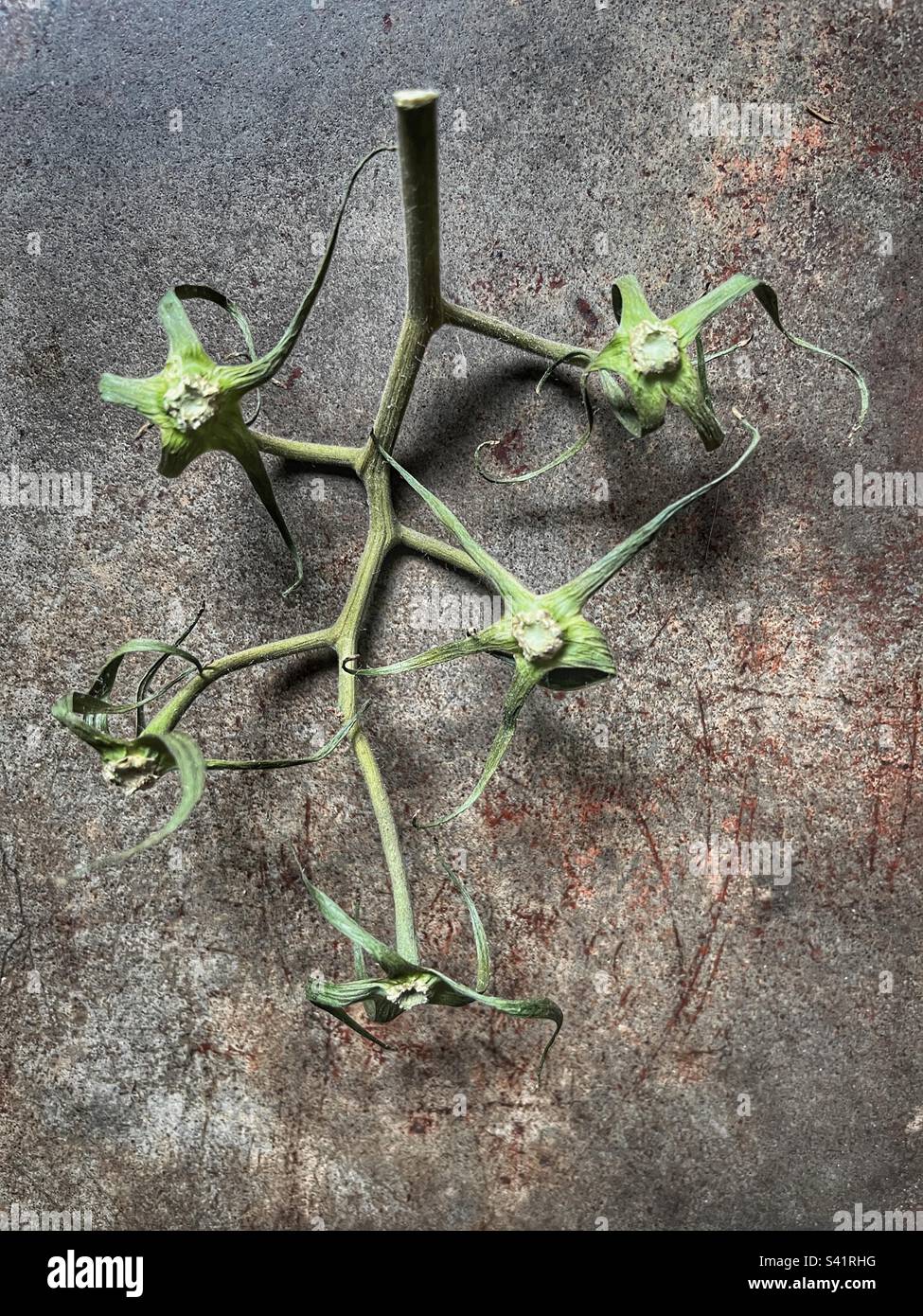 Tomatoes stem Stock Photo