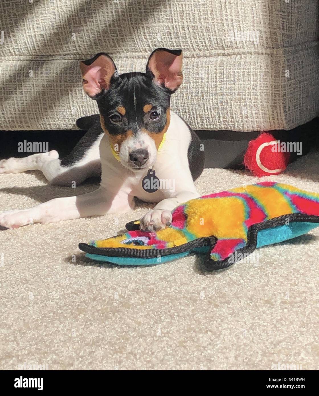 Rat terrier 2025 stuffed animal