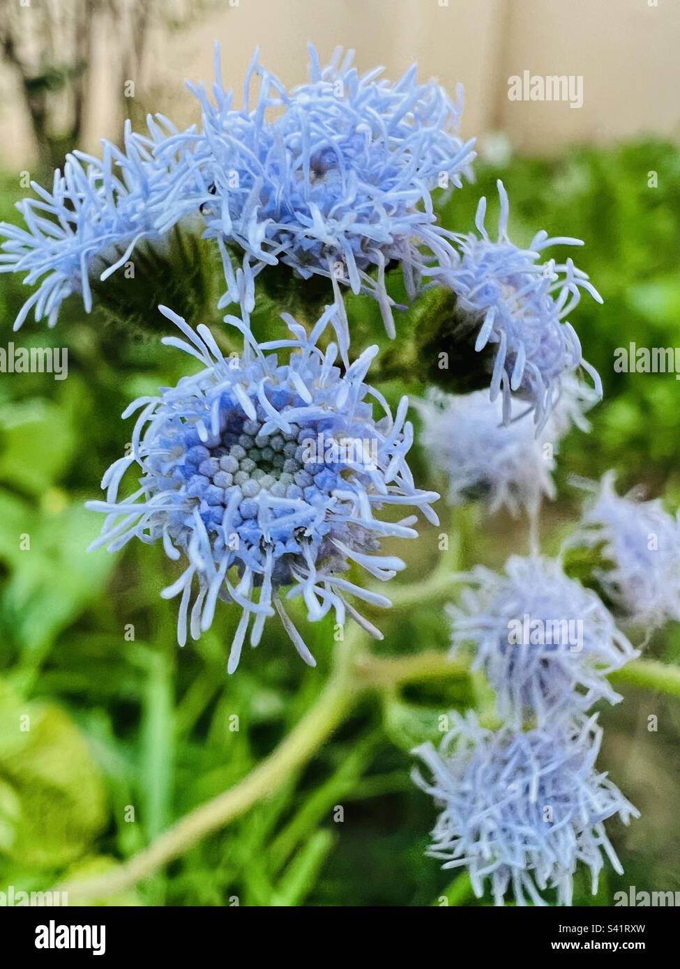 Vibrant wild life hi-res stock photography and images - Alamy