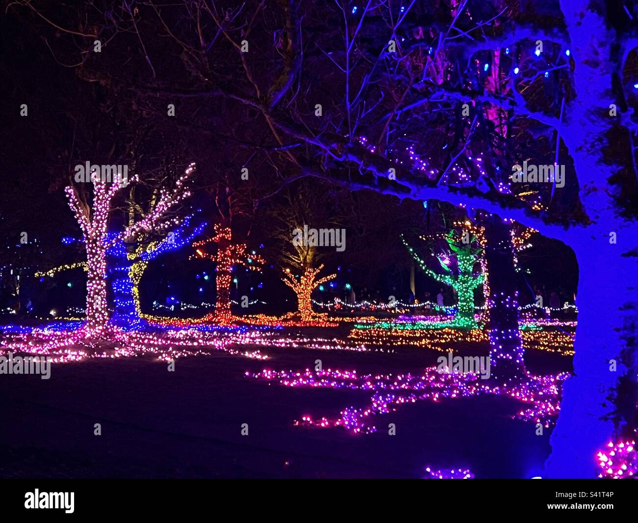 Christmas lights in a park Stock Photo - Alamy