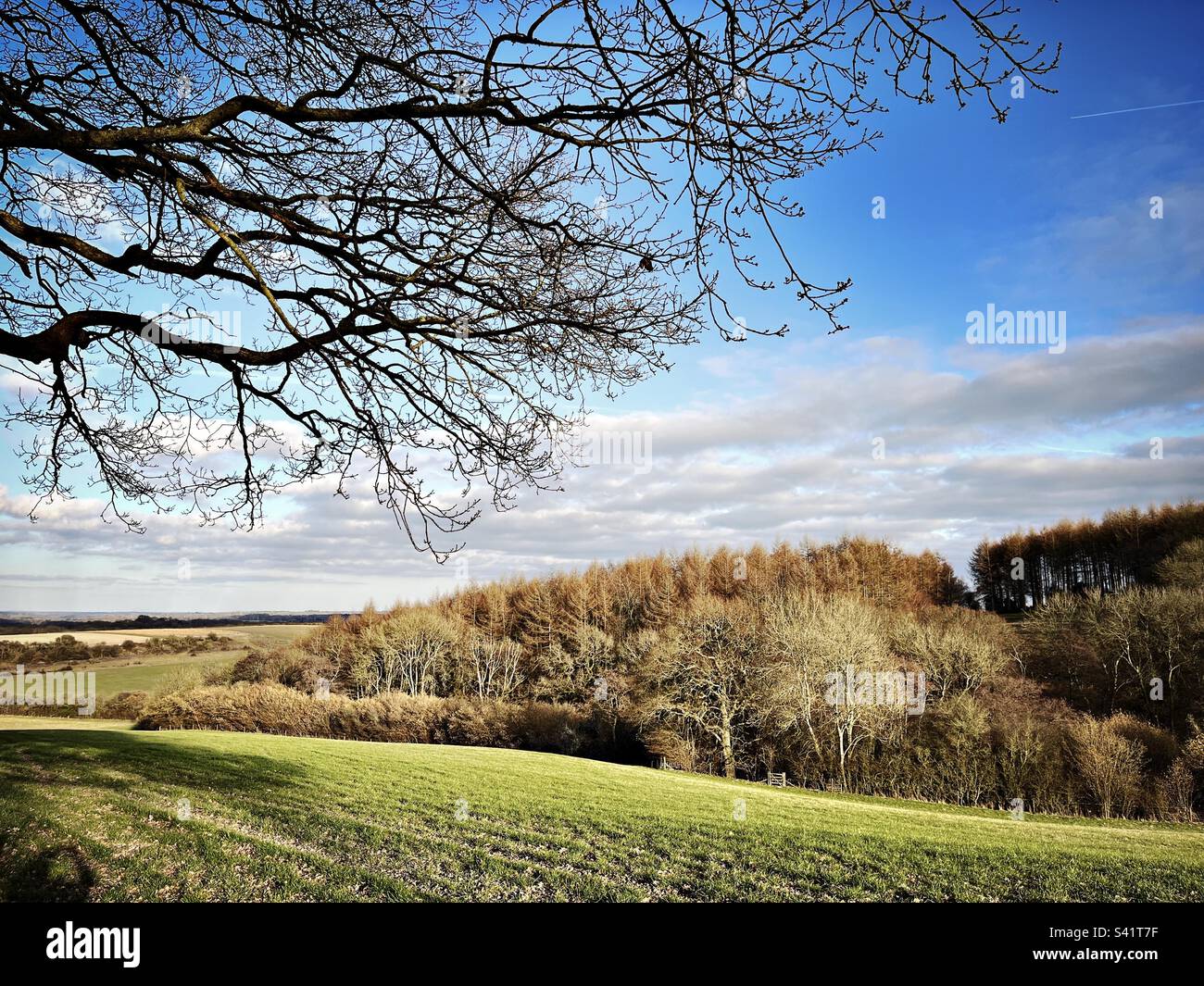 A farmers fields bordered by a copse is seen in the English countryside near The Watership Down trail, near Kingsclere in Hampshire, England. Stock Photo