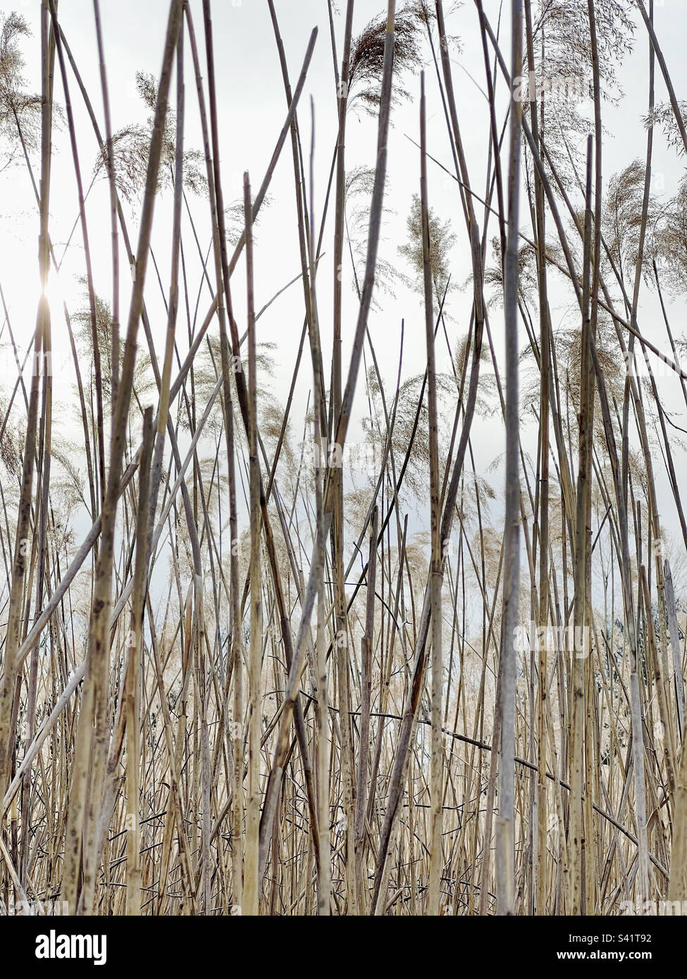 Sunlight shining through reeds at a nature reserve in New Jersey, USA. - Smartphone Captured Stock Image
