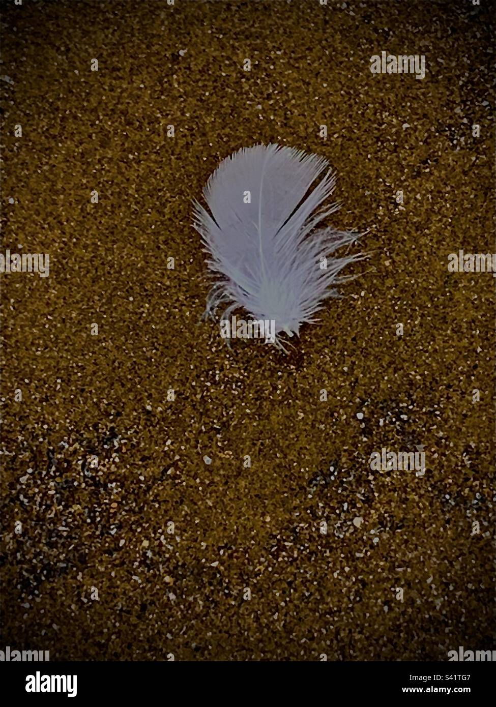 Lone feather - Smartphone Captured Stock Image