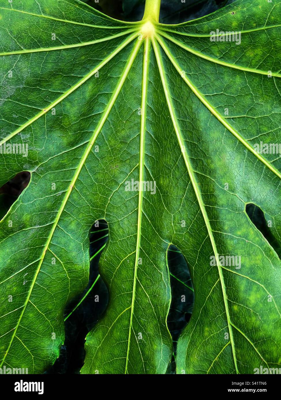 Leaf of Japanese aralia (castor oil plant) Stock Photo
