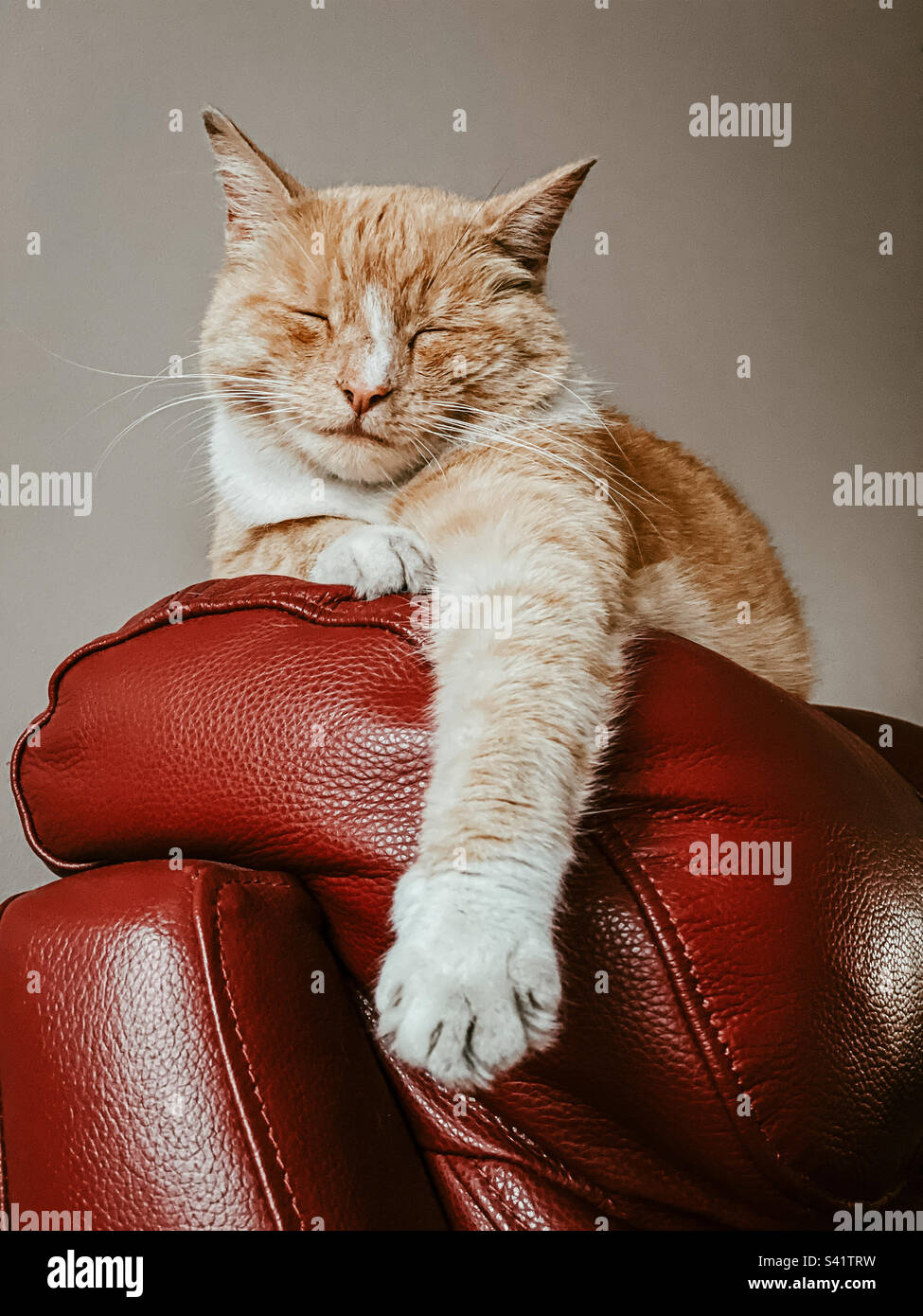 Ginger cat stretched out on the back of a chair - Smartphone Captured Stock Image