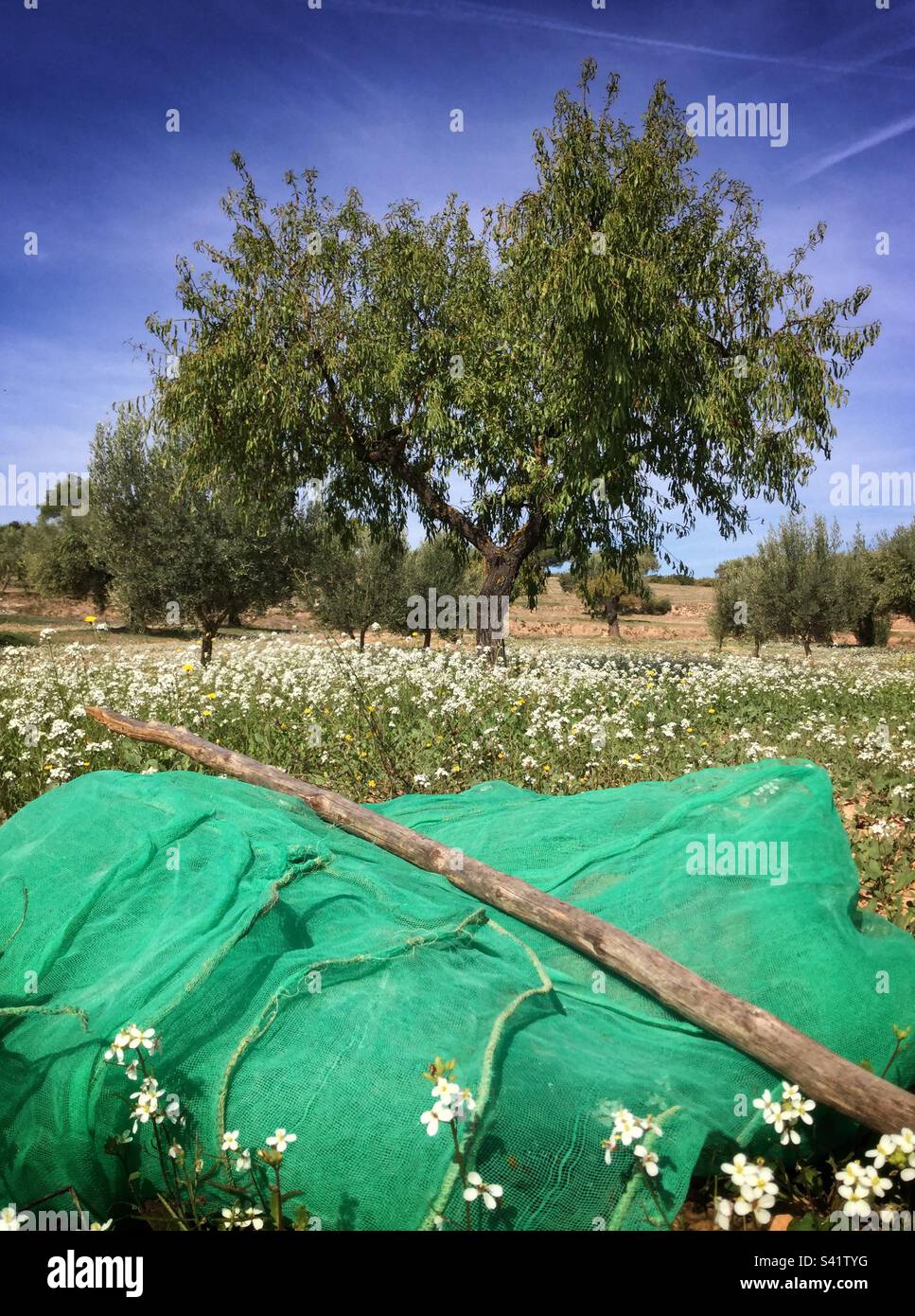 Hand harvesting almonds, Catalonia, Spain. - Smartphone Captured Stock Image