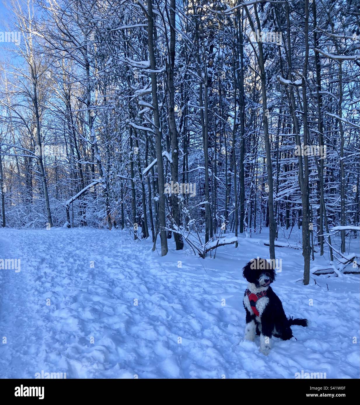 A walk in the winter woods with a Bernedoodle puppy. - Smartphone Captured Stock Image