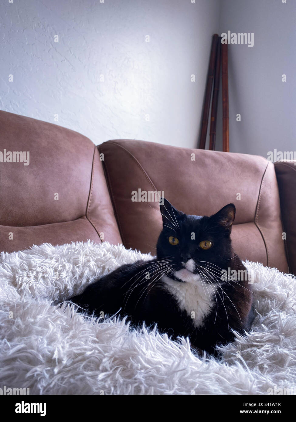 Tuxedo cat lying in a cat bed Stock Photo Alamy