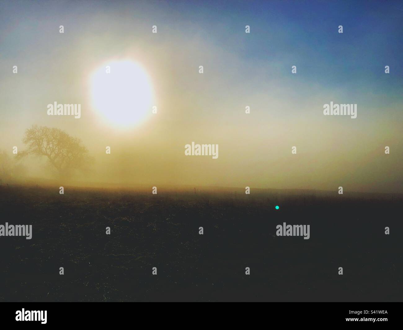 Single tree in the fog under the sun - Smartphone Captured Stock Image