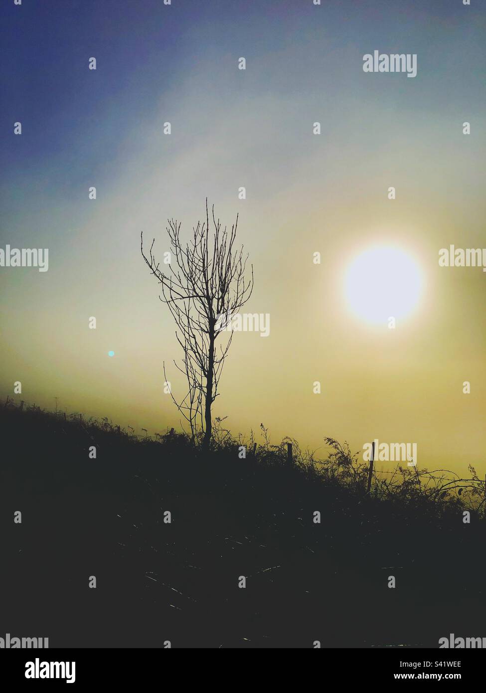 Small tree in silhouette on a sunny day - Smartphone Captured Stock Image