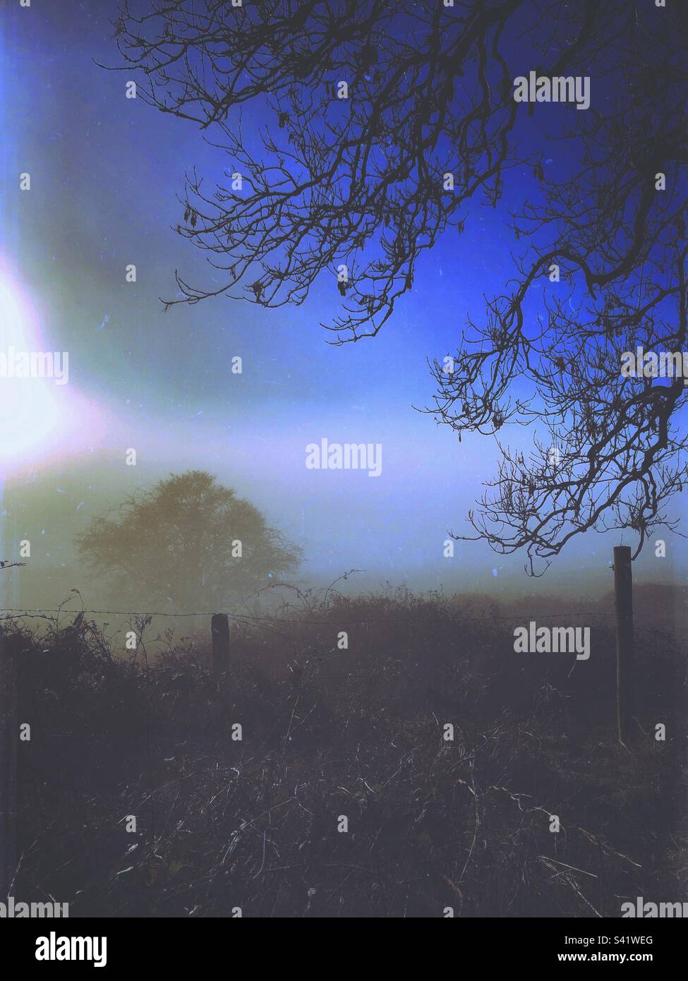 Trees in a field on a foggy day - Smartphone Captured Stock Image