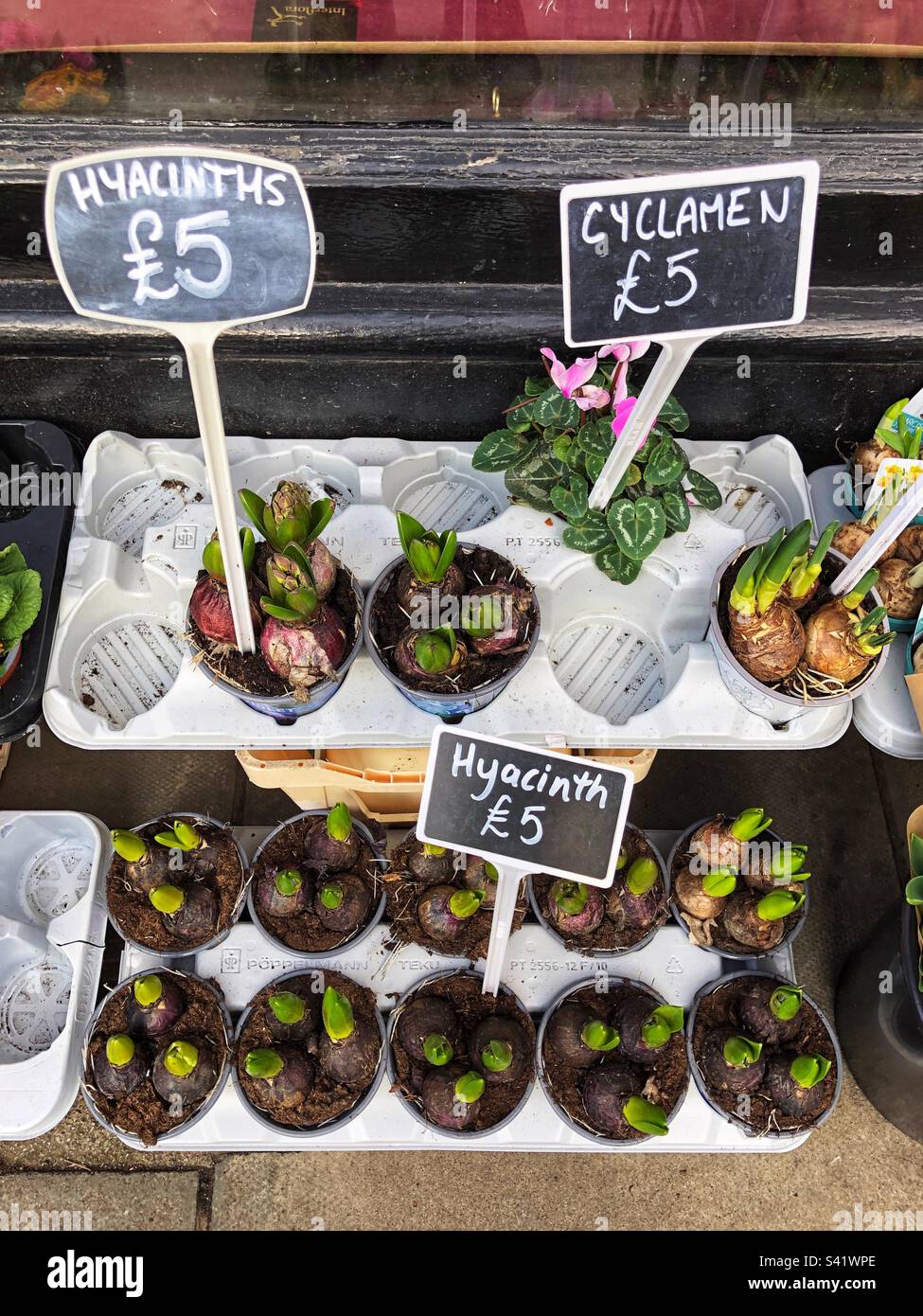 Sprouting Spring shoots of Hyacinth bulbs and leafy pink Cyclamen flowers in pots for sale at florist Stock Photo