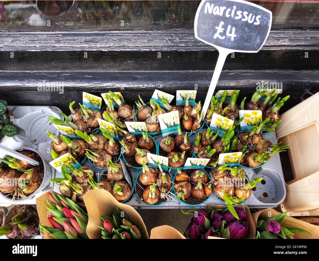 Sprouting Spring shoots of Narcissus daffodil bulbs and assorted other