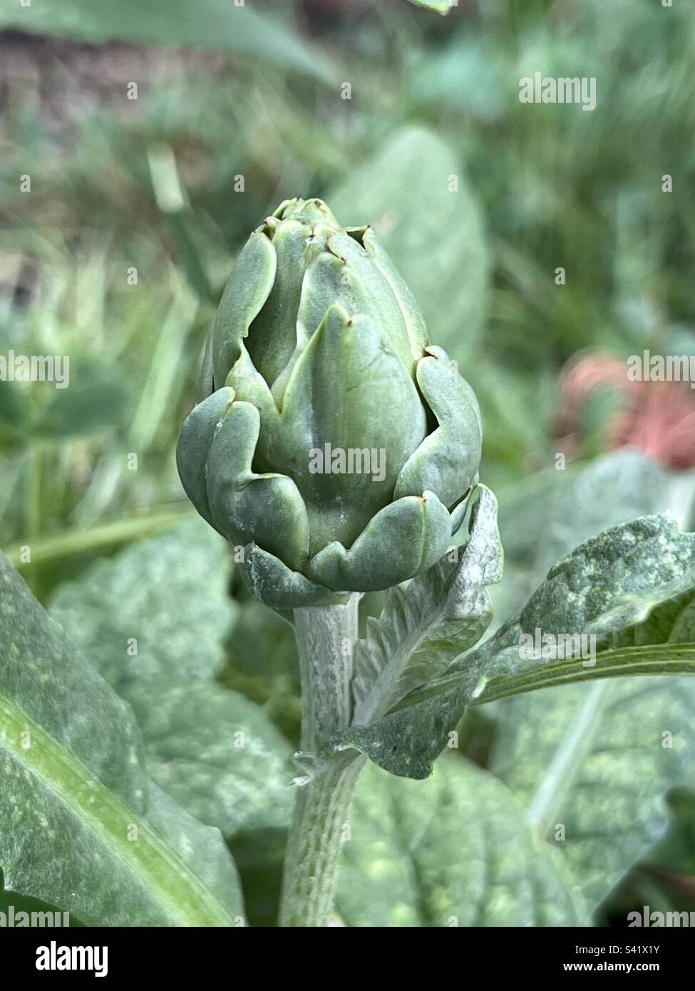 Cardoon bud, also called artichoke thistle. - Smartphone Captured Stock Image
